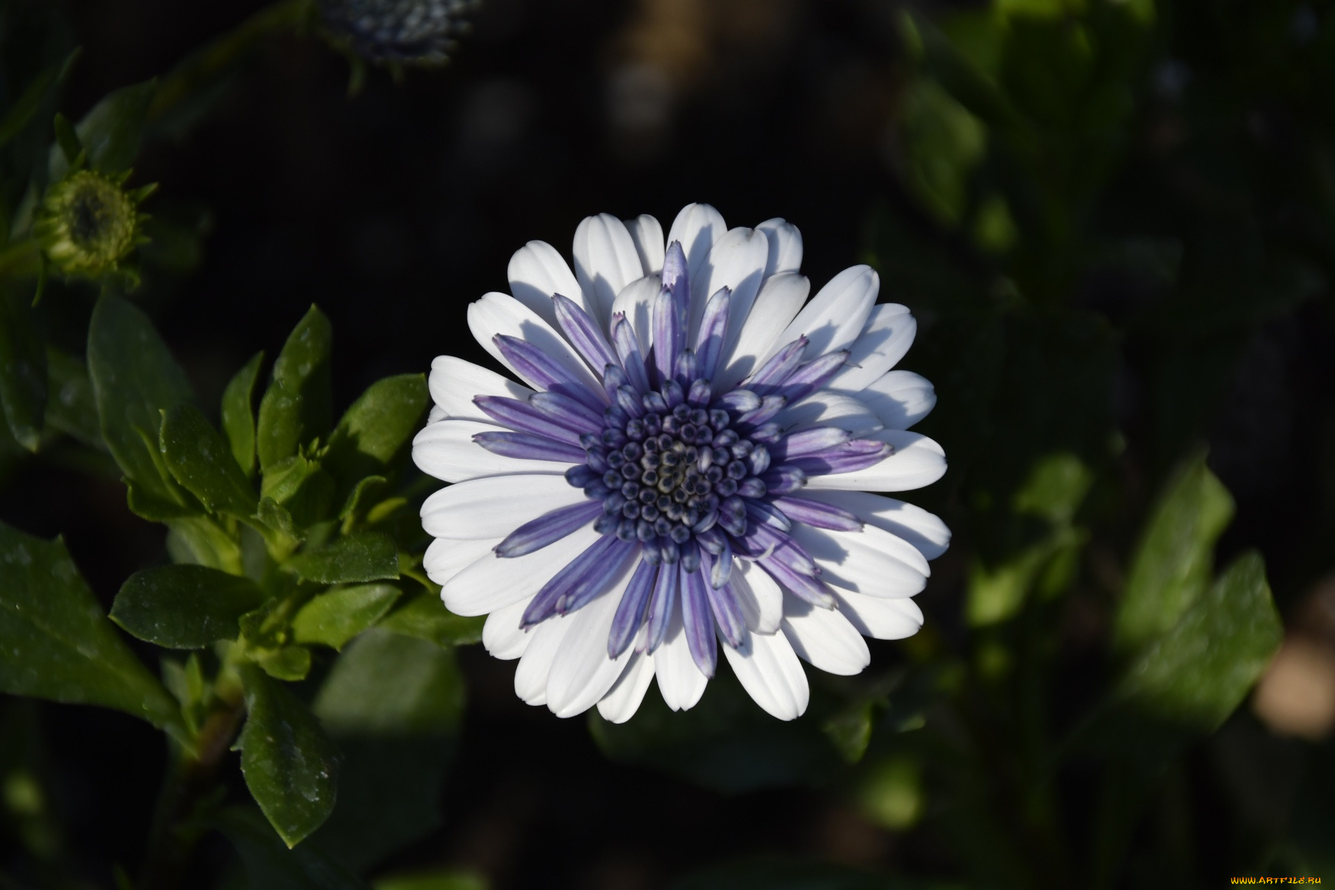 �����, �������������, ������, ������������, �����